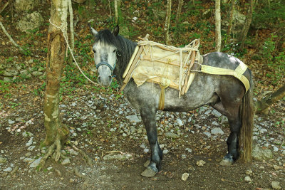 Bosnian horse bosanjsk konj_MG_99101-111.jpg