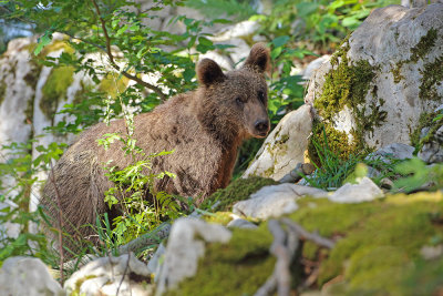 Brown bear Ursus arctos rjavi medved_IMG_0766-111.jpg