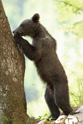 Brown bear Ursus arctos rjavi medved_MG_0620-111.jpg