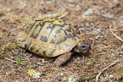 Hermann's tortoise Eurotestudo hermanni grška kornjača_MG_04651-111.jpg