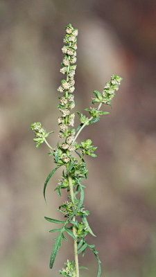 Common ragweed Ambrosia artemisiifolia pelinolistna žvrklja_MG_4445-111.jpg