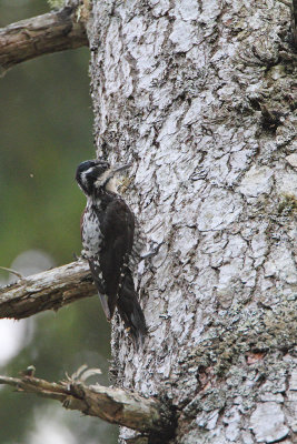 Three-toed woodpecker Picoides tridactylus triprsti detel_MG_6355-111.jpg