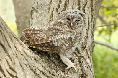 Young tawny owl Strix aluco mlada lesna sova_MG_00221-111.jpg