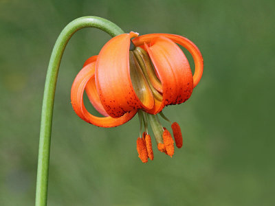 Carniolan lily Lilium carniolicum kranjska lilija_MG_6115-111.jpg