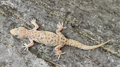Turkish gecko Hemidactylus turcicus turški gekon_MG_6693-111.jpg
