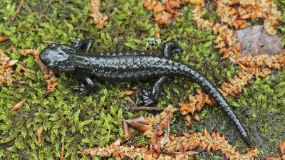 Alpine salamander Salamandra atra planinski močerad_MG_5833-111.