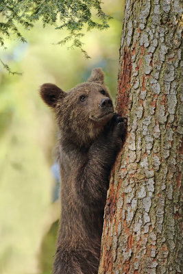 Brown bear Ursus arctos rjavi medved_IMG_0777-111.jpg