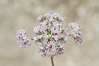 Valerian Valeriana officinalis baldrijan_MG_6147-111.jpg