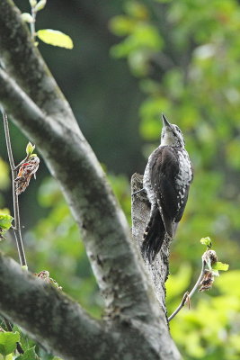 Three-toed woodpecker Picoides tridactylus triprsti detel_MG_6365-111.jpg