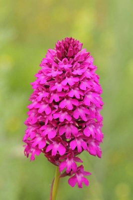 Pyramidal orchid Anacamptis pyramidalis piramidasti pilovec_MG_5882-111.jpg