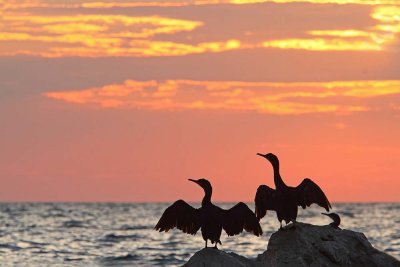 shag_phalacrocorax_aristotelis