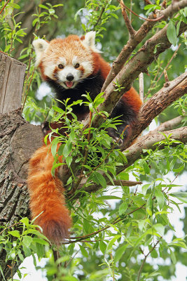 Red panda Ailurus fulgens mala panda_MG_4955-11.jpg