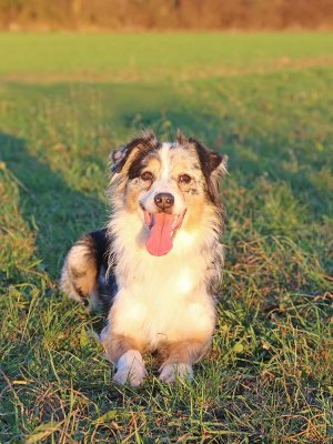 Australian shepherd avstralski ovčar_IMG_2883-111.jpg