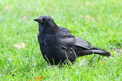 Carrion crow Corvus corone črna vrana_MG_9175-111.jpg