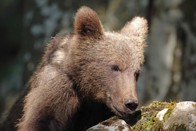 Brown bear Ursus arctos rjavi medved_MG_0793-111.jpg