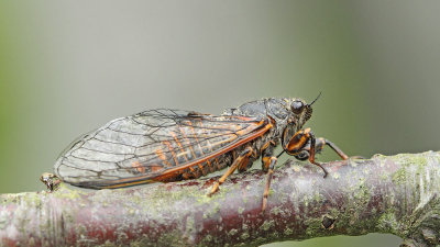 Scopoli's mountain cicada Cicadetta montana Scopolijev gorski krad_MG_64371-111.jpg