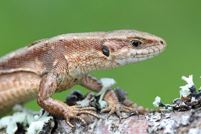 Viviparous lizard Zootoca vivipara carniolica živorodna kuščarica_MG_6300-111.jpg