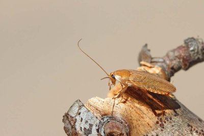 Spotted mediterranean cockroach Ectobius pallidus gozdni čurek_MG_8938-111.jpg