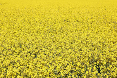Field with oil rape oljna repica_MG_3370-111.jpg
