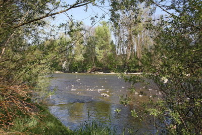 River Savinja reka Savinja_MG_2741-1.jpg