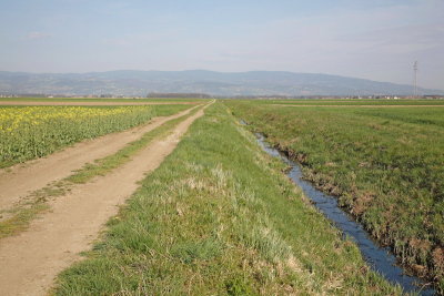 Drainage ditch melioracijski kanal Dravsko polje_MG_1754-1.jpg