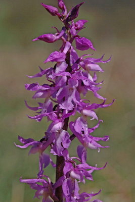 Early-purple orchid Orchis mascula stasita kukavica_MG_2219-1.jpg