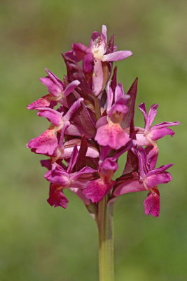 Elder-flowered orchid Dactylorhiza sambucina bezgova prstasta kukavica_MG_2848-1.jpg