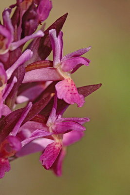 Elder-flowered orchid Dactylorhiza sambucina bezgova prstasta kukavica_MG_2851-1.jpg