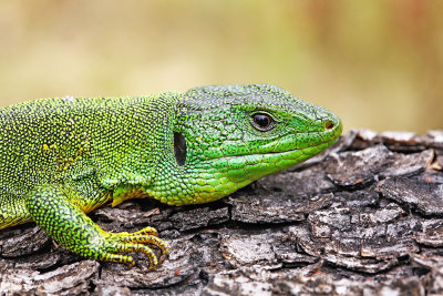  Balkan green lizard Lacerta trilineata veliki zelenec_MG_4250-111.jpg