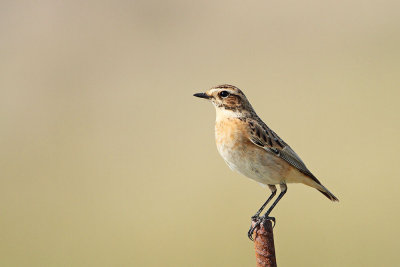 Whinchat Saxicola rubetra repaljčica_MG_8931-111.jpg