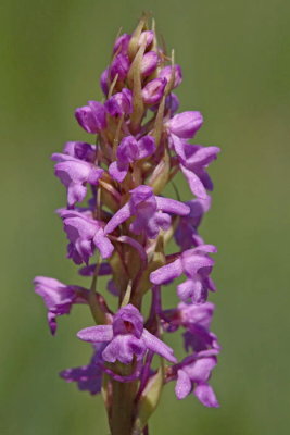 Fragrant Orchid Gymnadenia conopsea navadni kukovičnik_MG_5964-1.jpg