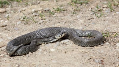 Grass snake Natrix natrix belouka_MG_27001-111.jpg