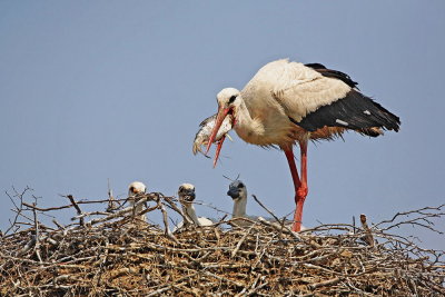 White stork Ciconia ciconia bela torklja_MG_7726-1.jpg