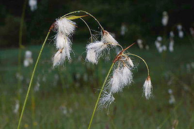 Broad-leaved cottongrass Eriophorum latifolium irokolistni munec_MG_9074-1.jpg