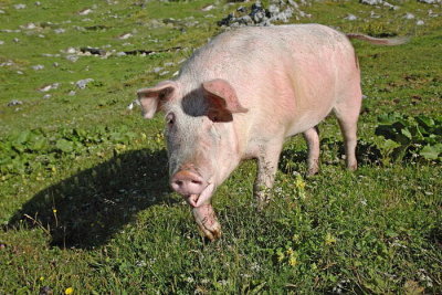 Domestic pig Sus scrofa domestica domača svinja_MG_0428-1.jpg