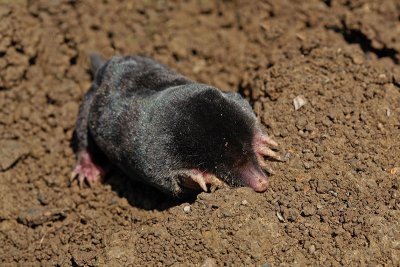 European mole Talpa europaea krt_MG_2148-11.jpg
