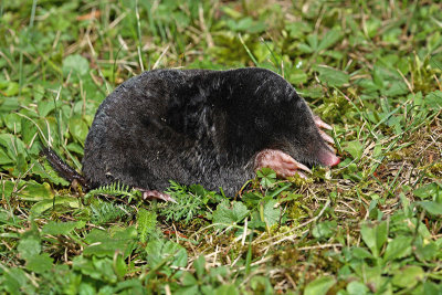 European mole Talpa europaea krt_MG_2109-11.jpg
