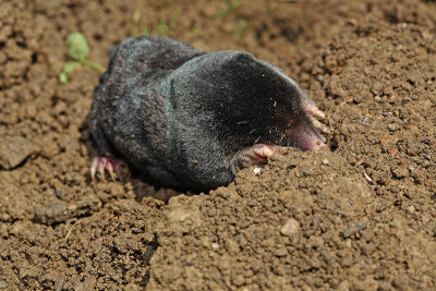 European mole Talpa europaea krt_MG_2149-11.jpg