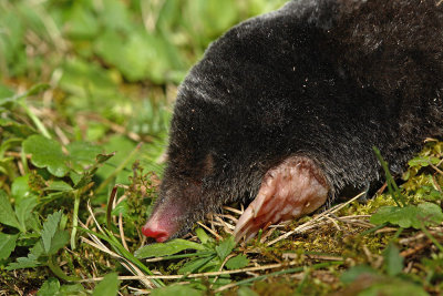 European mole Talpa europea krt_MG_2116-111.jpg