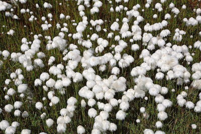 Scheuchzer's cottongrass Eriophorum scheuchzeri  scheuchzerjev munec_MG_3037-1.jpg