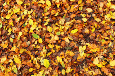 Leaves carpet listna preproga_MG_239-111.jpg