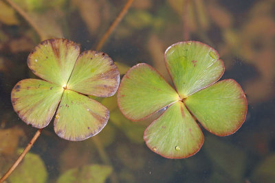European water-clover Marsilea quadrifolia tiriperesna marzilka_MG_6838-111.jpg