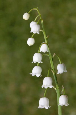 Lily of the valley  Convallaria majalis marnica_MG_0212-1.jpg