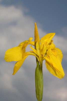Yellow flag Iris Iris pseudocorus vodna perunika_MG_0503-1.jpg