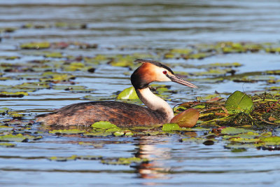 Great crested grebe Podiceps cristatus opasti ponirek_MG_4965-111.jpg