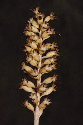 Bird's nest orchid Neottia nidus-avis rjava gnezdovnica_MG_0477-1.jpg