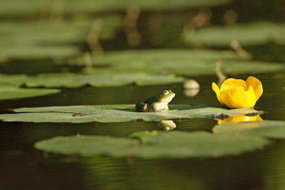 Edible frog Pelophylax (Rana) kl. esculentus zelena aba_MG_4609-1.jpg