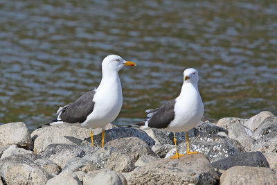 Lesser black-backed gull Larus fuscus rjavi galeb_MG_9662-111.jpg