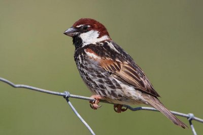 Spanish sparrow male Passer hispaniolensis travniki vrabec_MG_0849-1.jpg