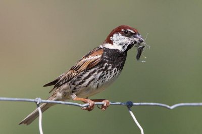 Spanish sparrow male Passer hispaniolensis travniki vrabec_MG_0825-1.jpg